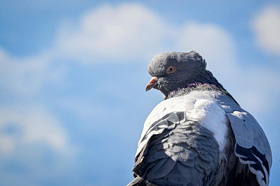 Pigeon